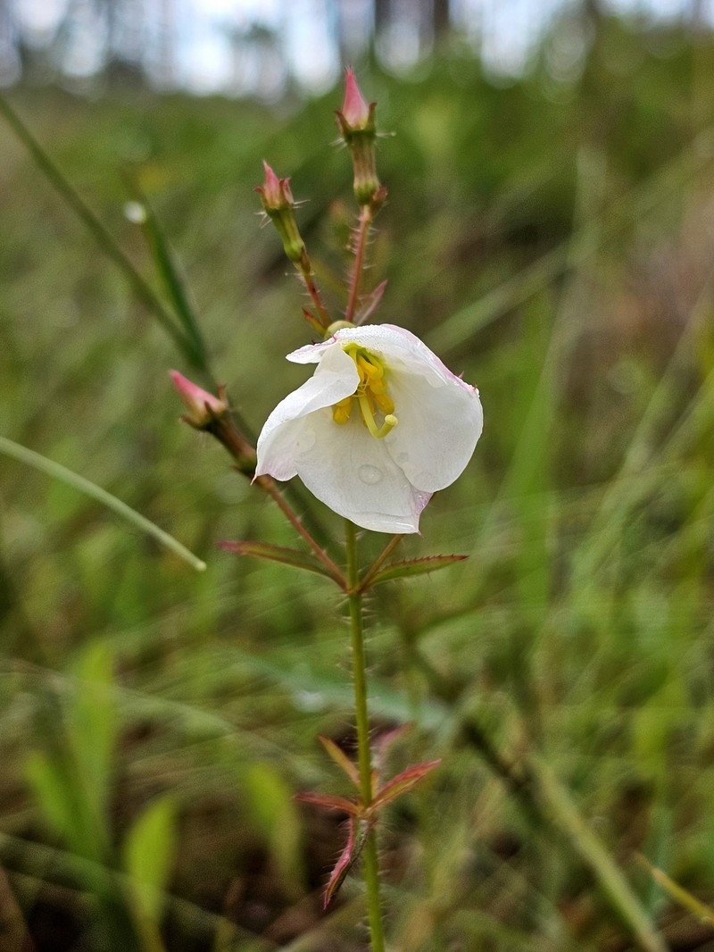 Rhexia mariana var. exalbida photo 4