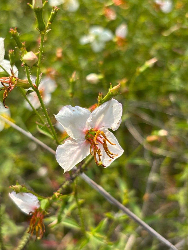 Rhexia mariana var. exalbida photo 5
