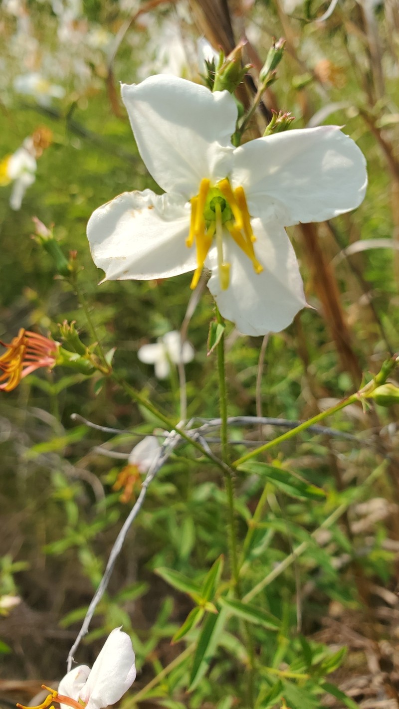 Rhexia mariana var. exalbida photo 6
