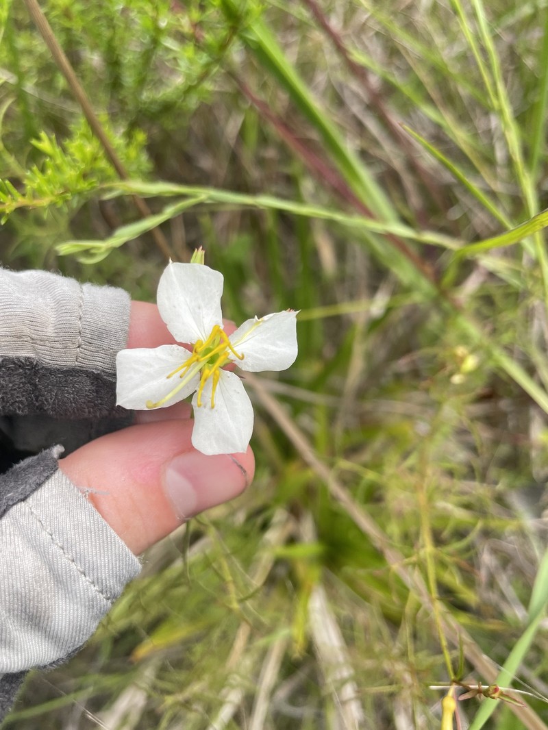 Rhexia mariana var. exalbida photo 7