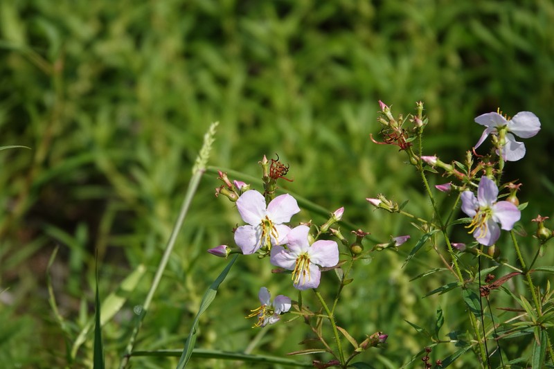 Rhexia mariana var. exalbida photo 8