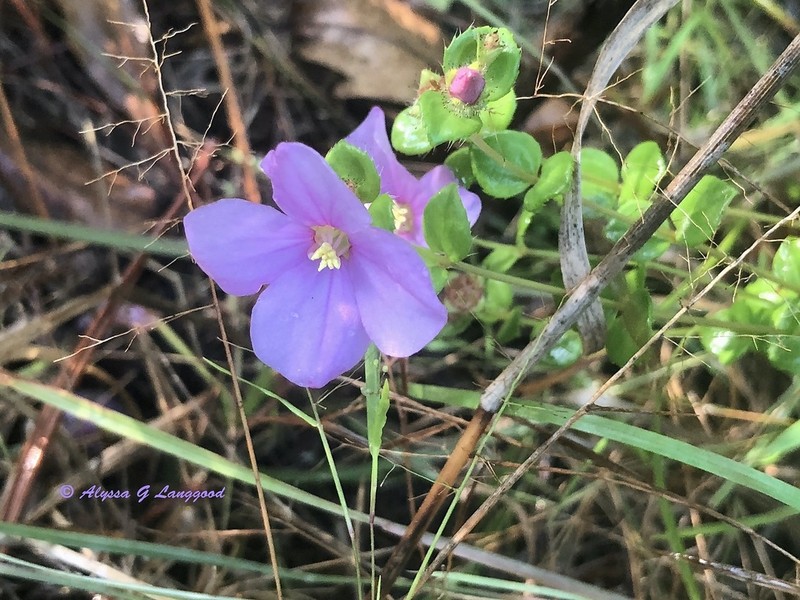 Nuttall's Meadowbeauty