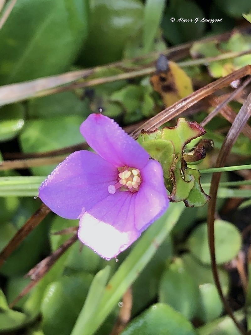 Nuttall's Meadowbeauty photo 2