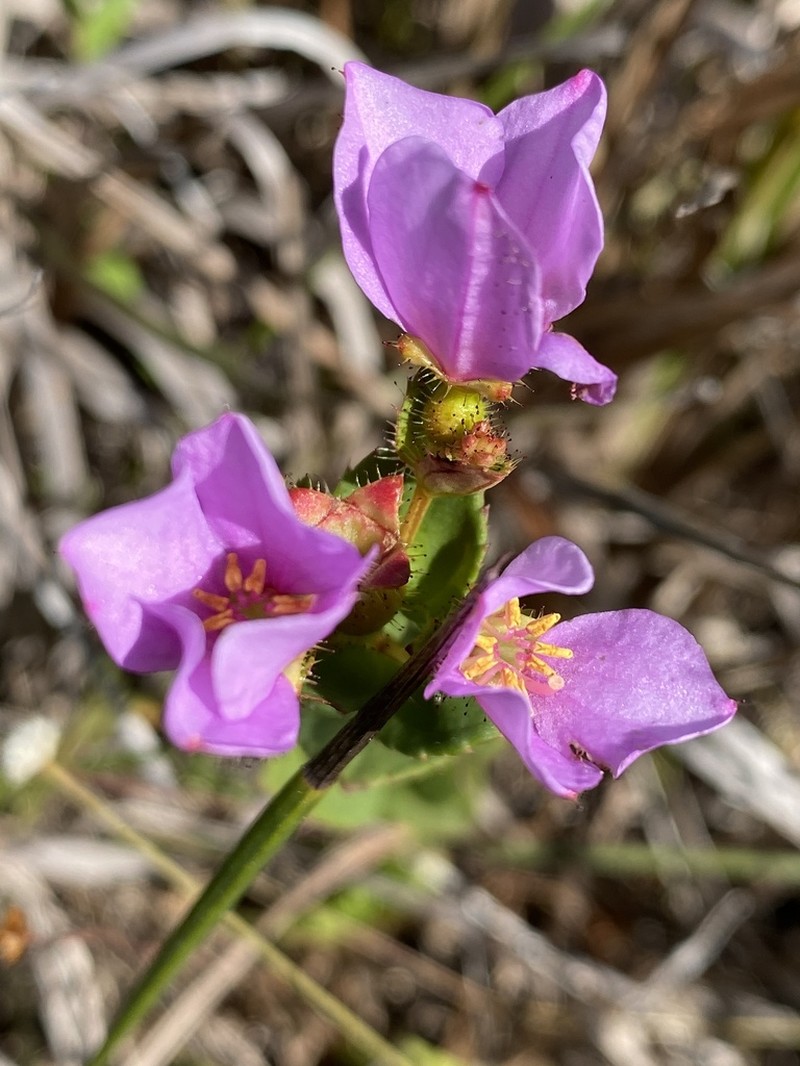 Nuttall's Meadowbeauty photo 4