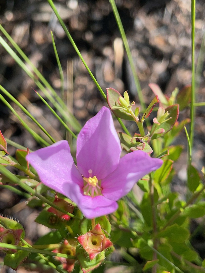 Nuttall's Meadowbeauty photo 5