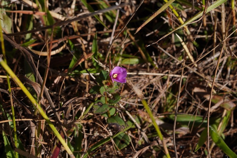 Nuttall's Meadowbeauty photo 6