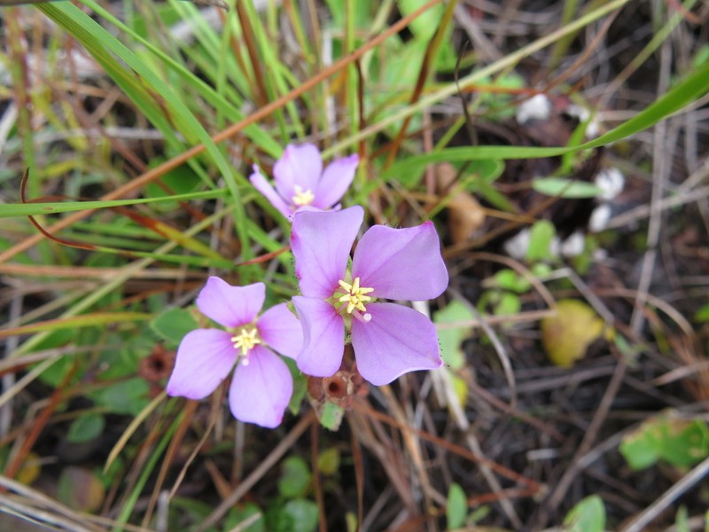 Nuttall's Meadowbeauty photo 8