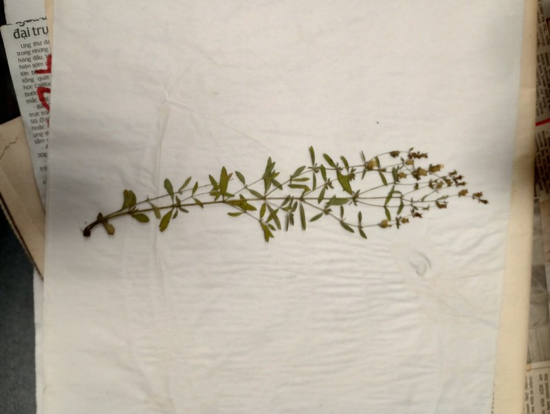 White Meadowbeauty