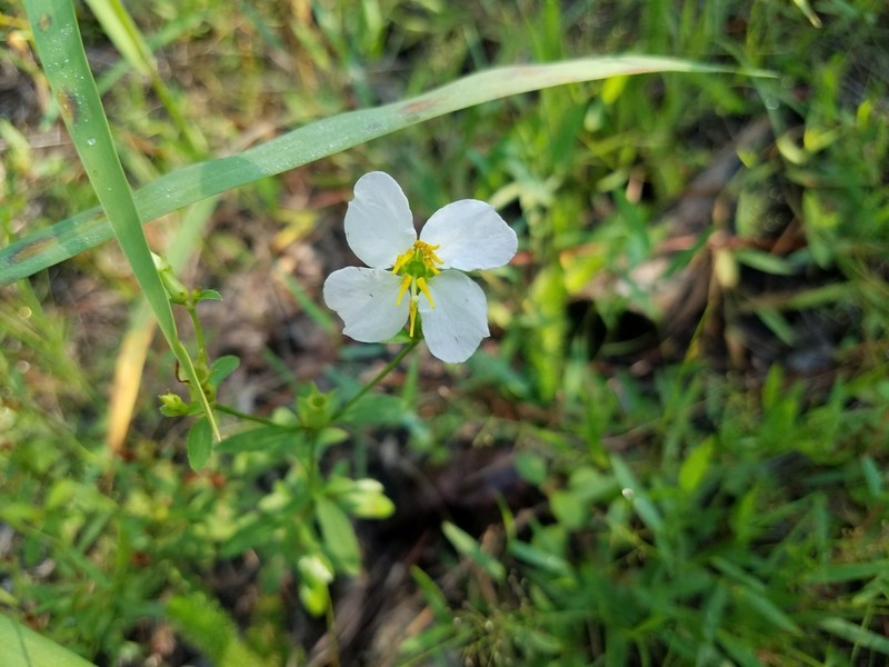 White Meadowbeauty photo 2