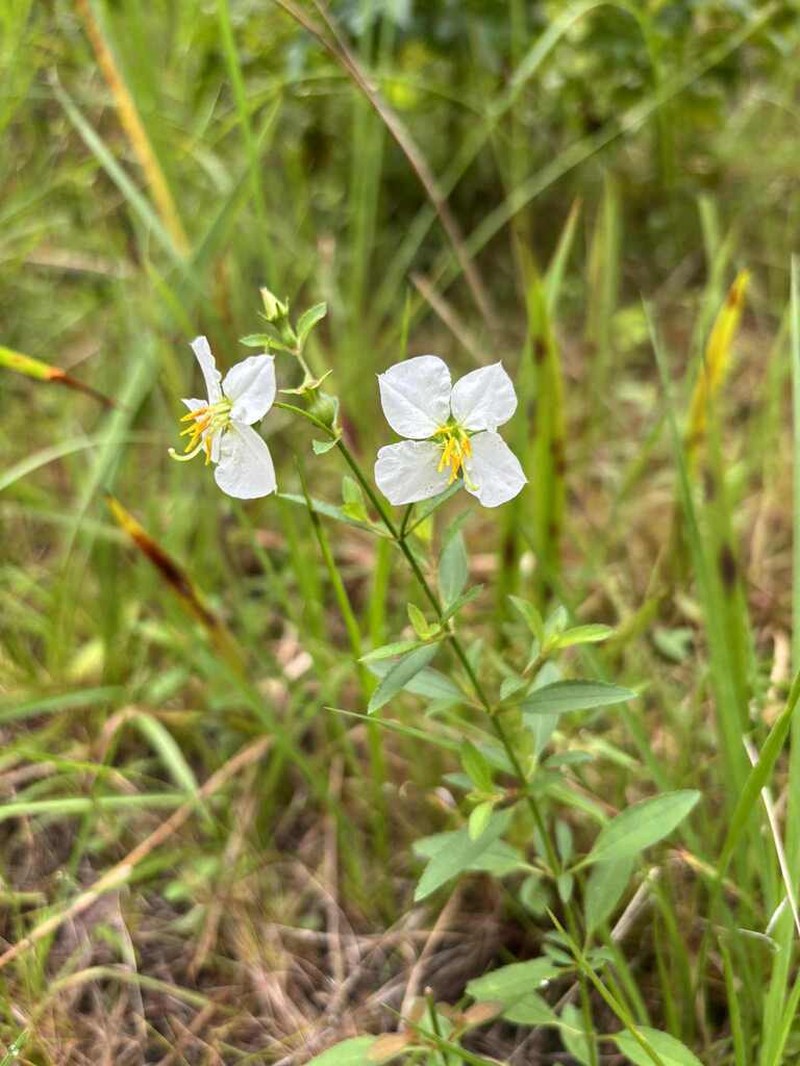 White Meadowbeauty photo 3