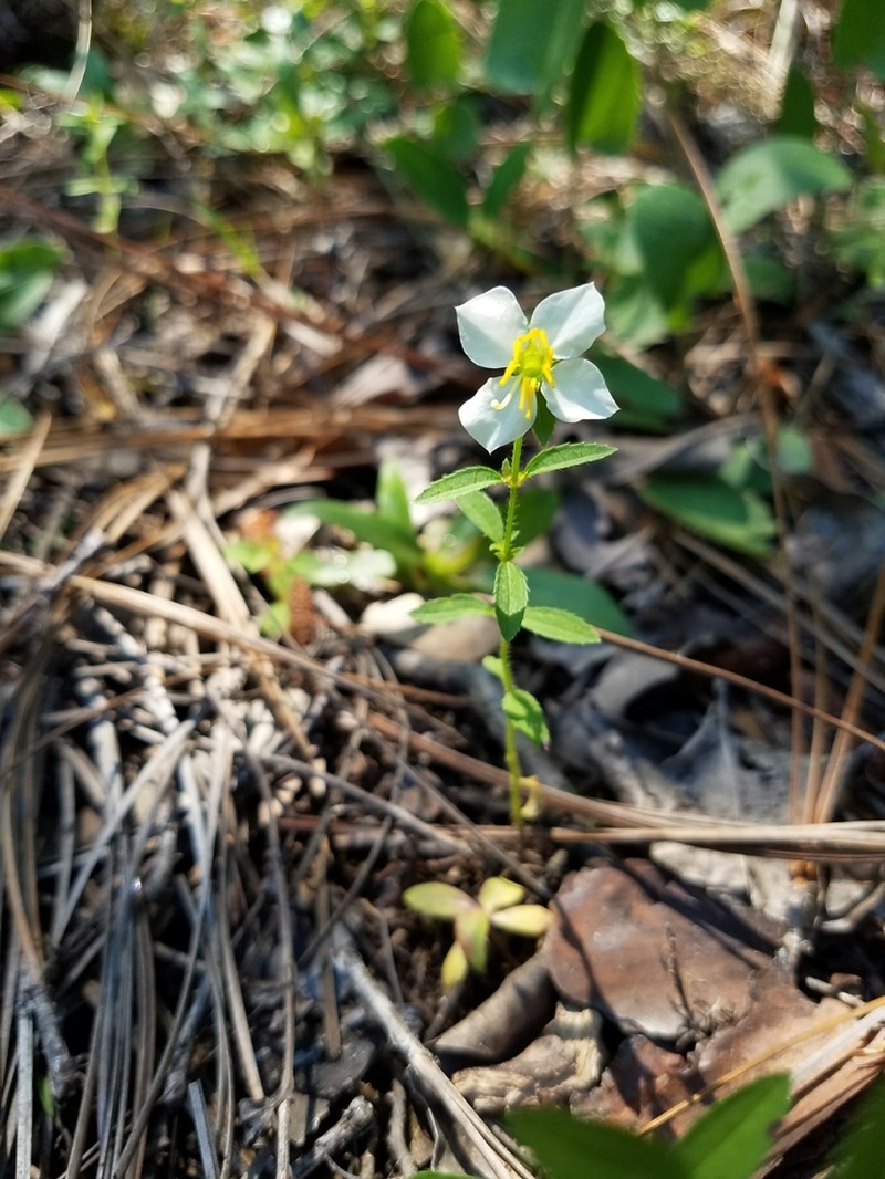 White Meadowbeauty photo 4