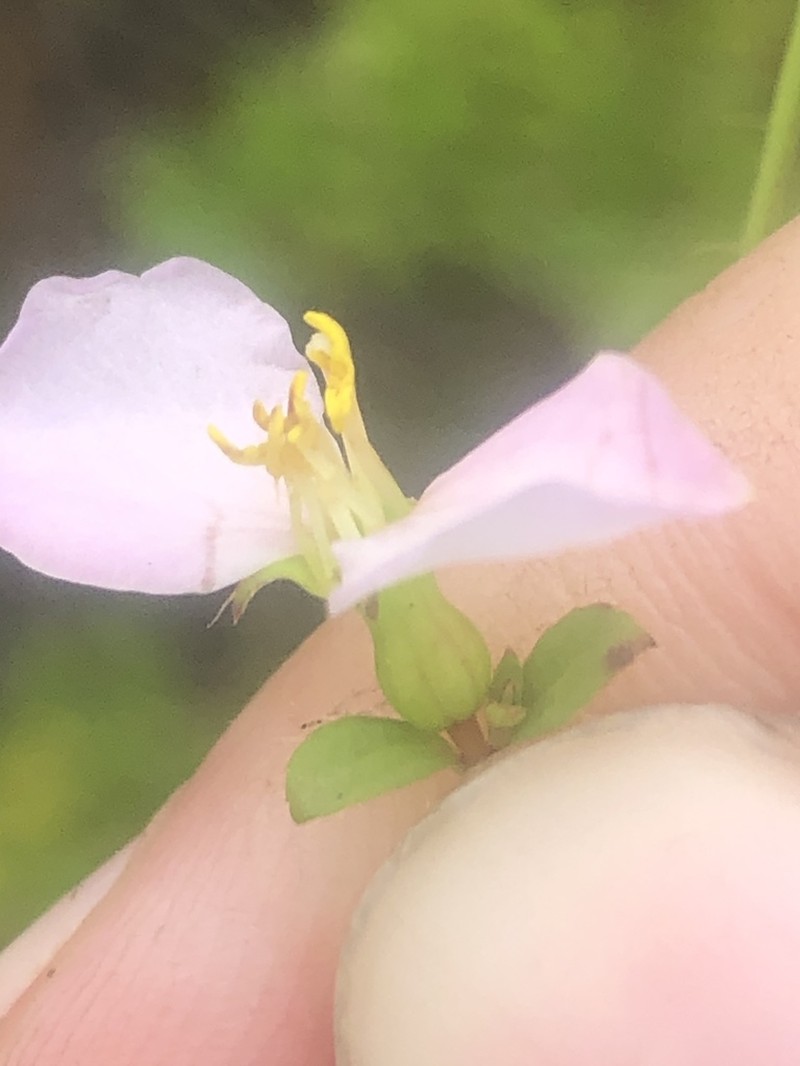 White Meadowbeauty photo 5