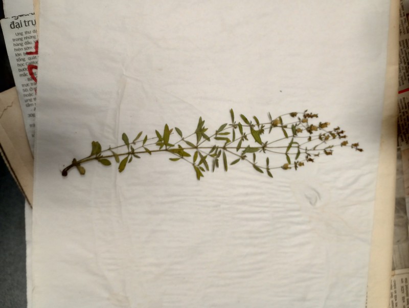 White Meadowbeauty photo 7