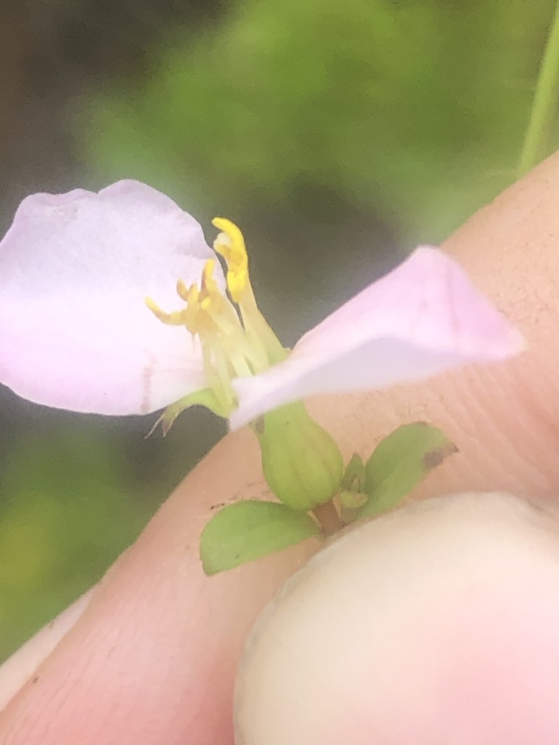 White Meadowbeauty photo 8