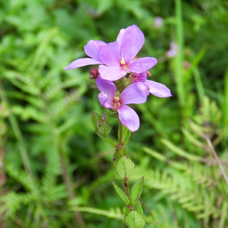 Fringed Meadowbeauty photo 3
