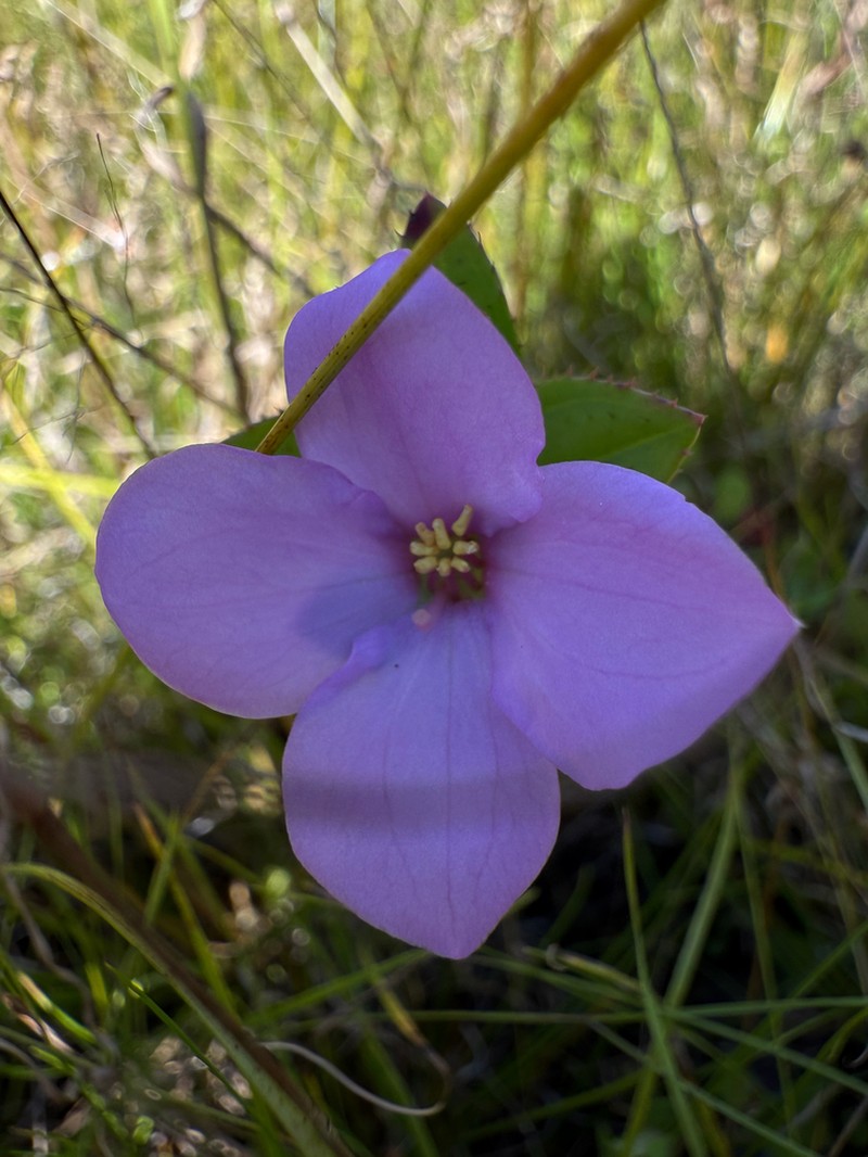 Fringed Meadowbeauty photo 4