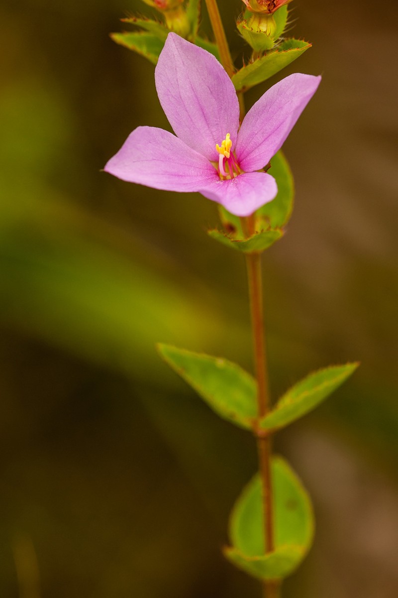 Fringed Meadowbeauty photo 5