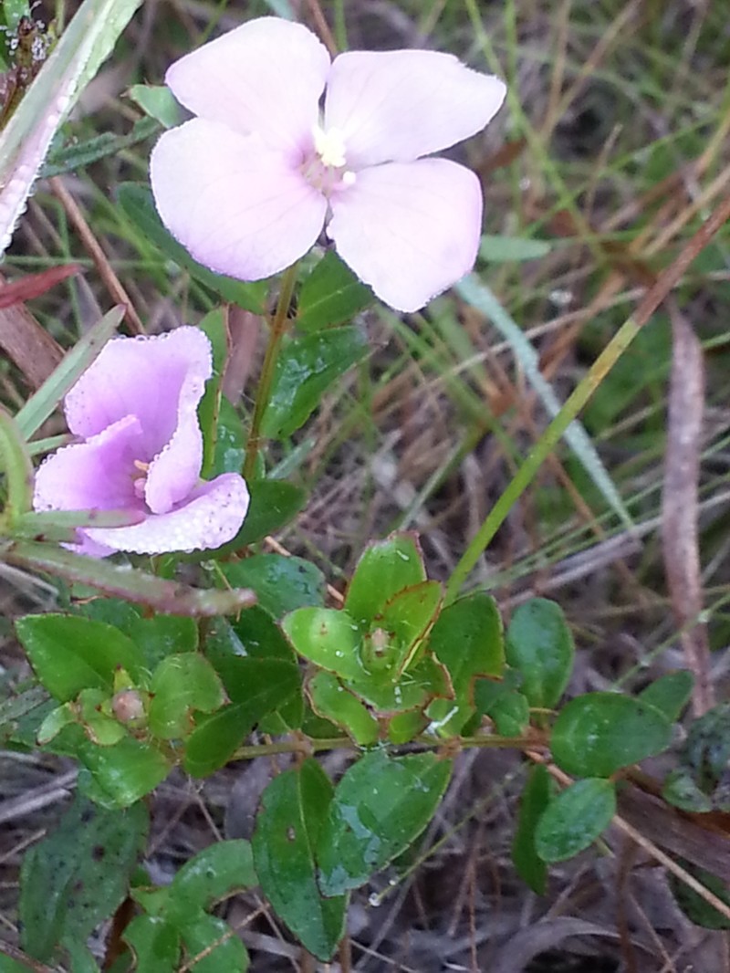 Fringed Meadowbeauty photo 8