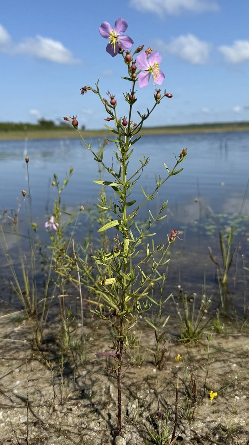 Panhandle Meadowbeauty