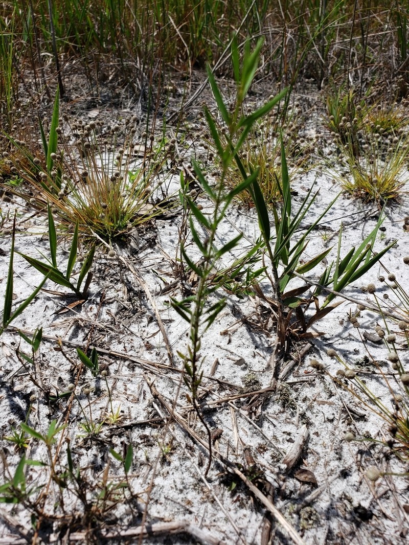 Panhandle Meadowbeauty photo 2