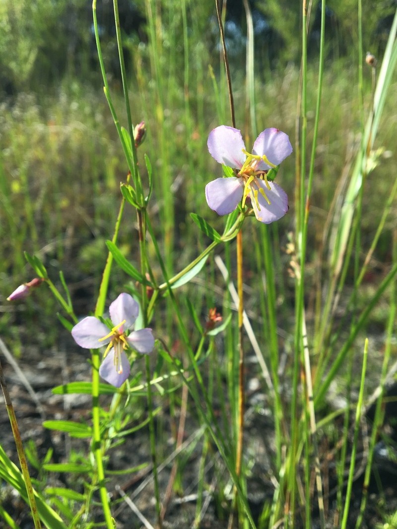 Panhandle Meadowbeauty photo 3