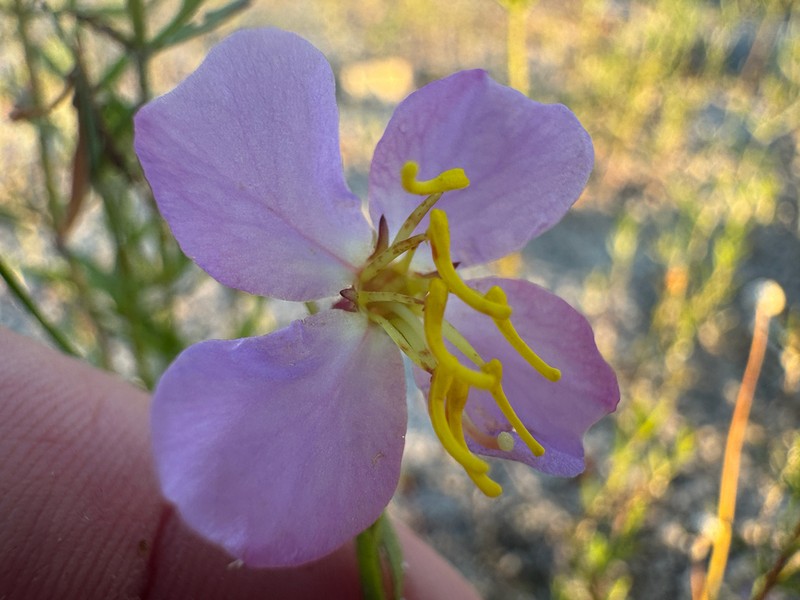 Panhandle Meadowbeauty photo 4