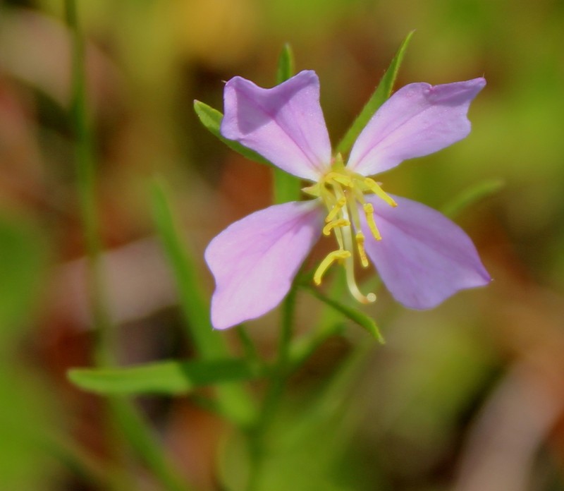 Panhandle Meadowbeauty photo 5