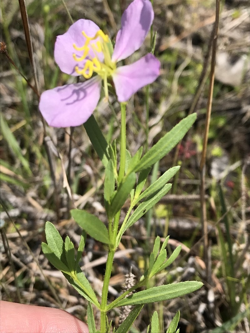 Panhandle Meadowbeauty photo 6