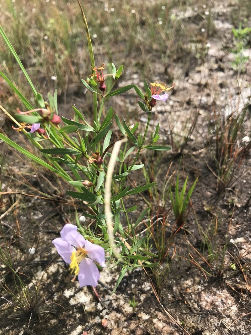 Panhandle Meadowbeauty photo 7