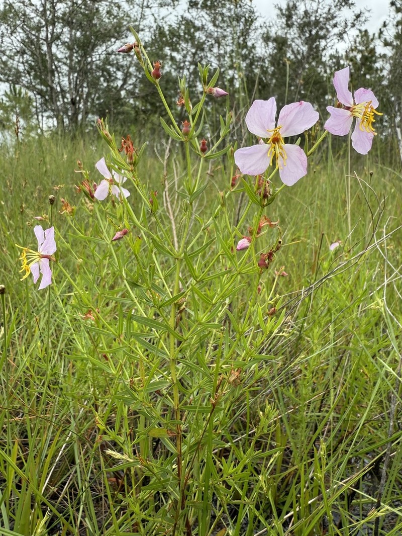 Panhandle Meadowbeauty photo 8