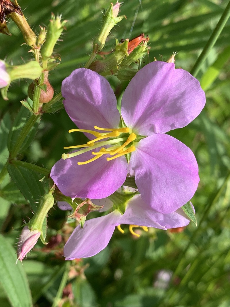 Rhexia ventricosa