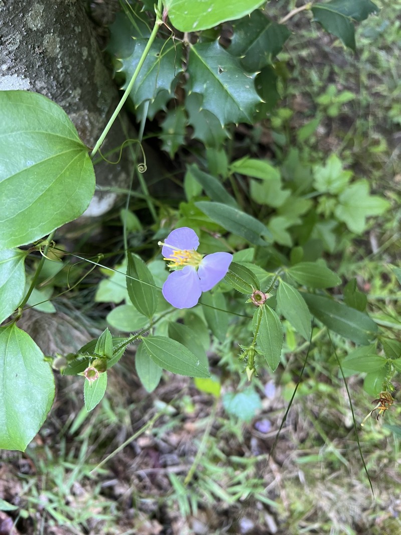 Rhexia ventricosa photo 2