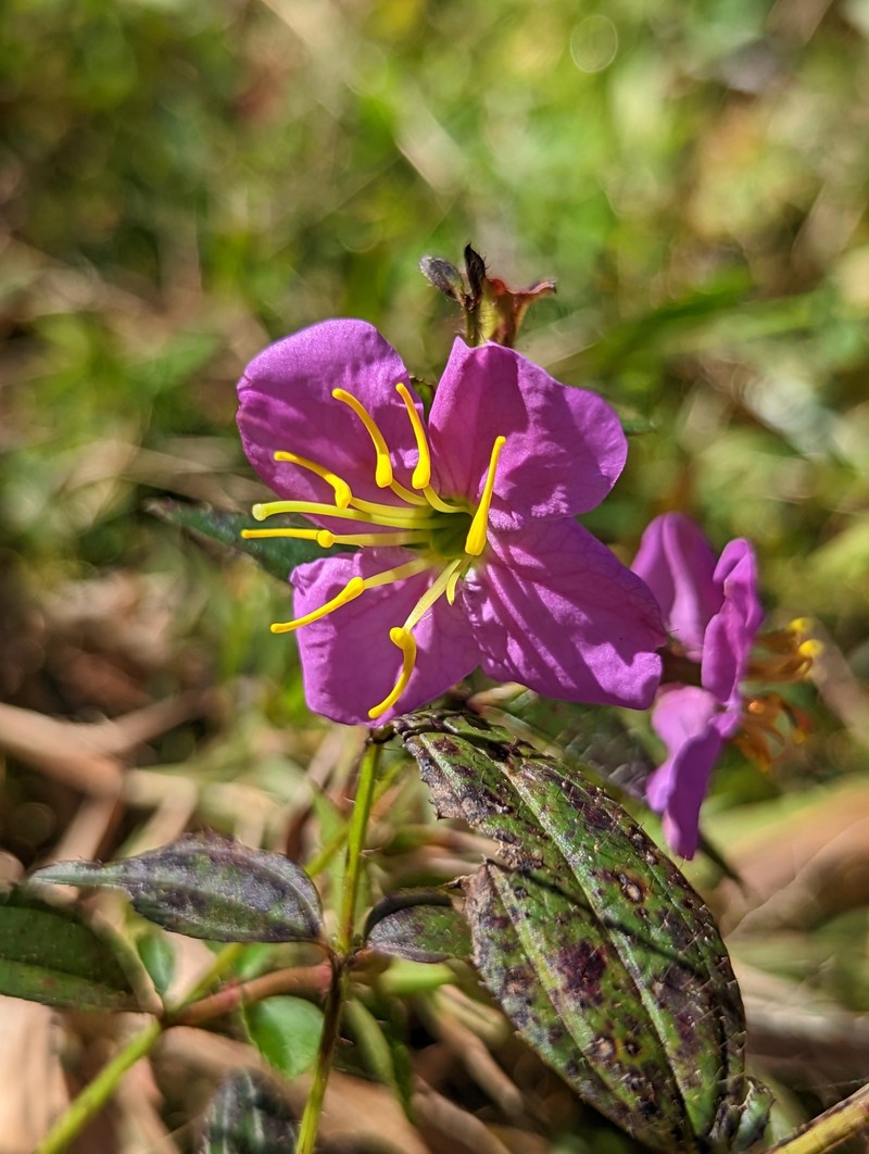 Rhexia ventricosa photo 3