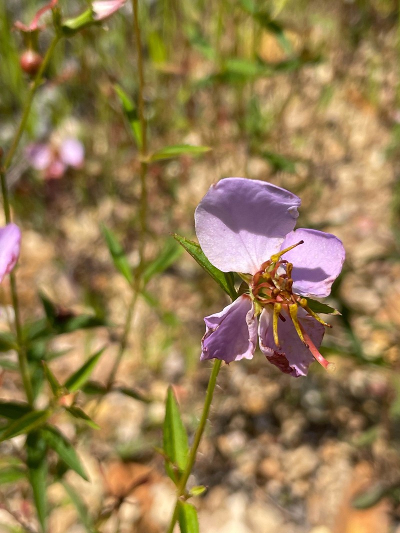 Rhexia ventricosa photo 4