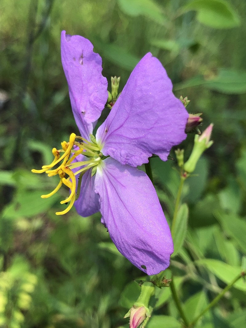 Rhexia ventricosa photo 5