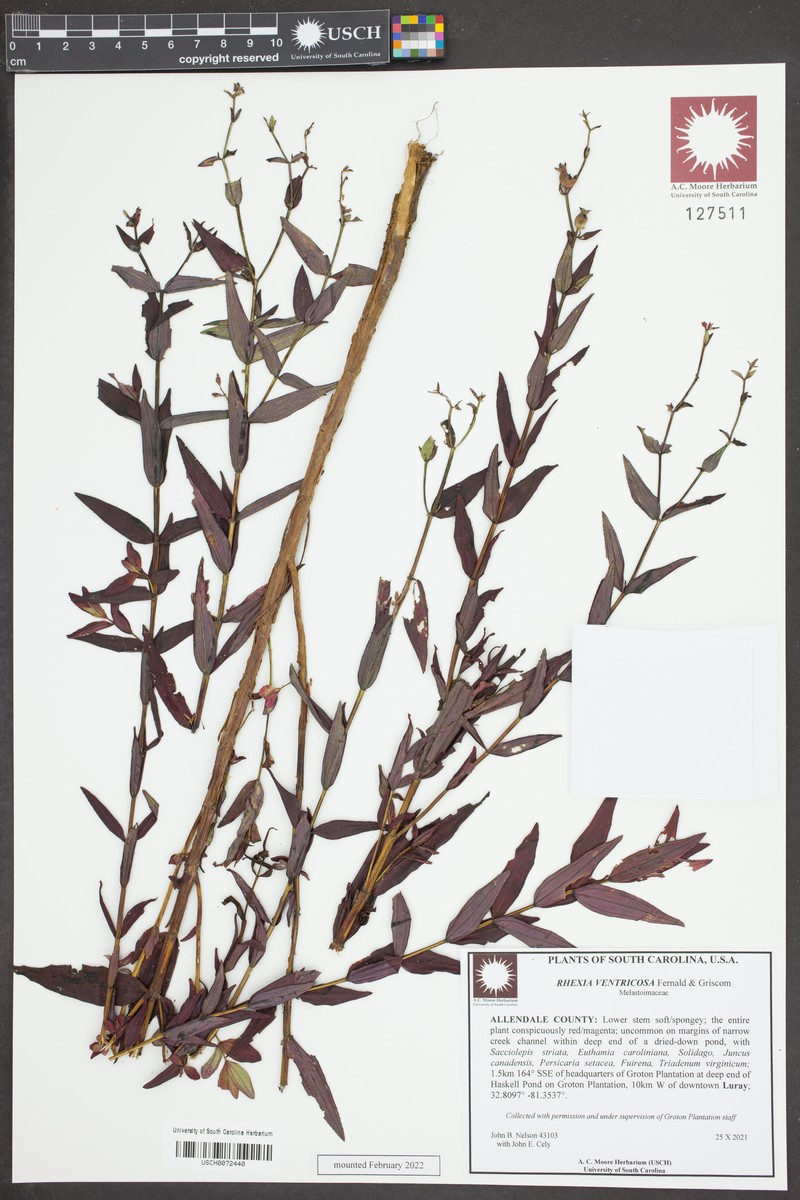 Rhexia ventricosa photo 6