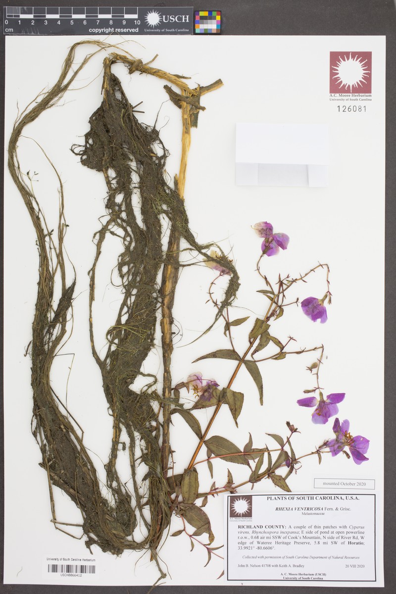 Rhexia ventricosa photo 7