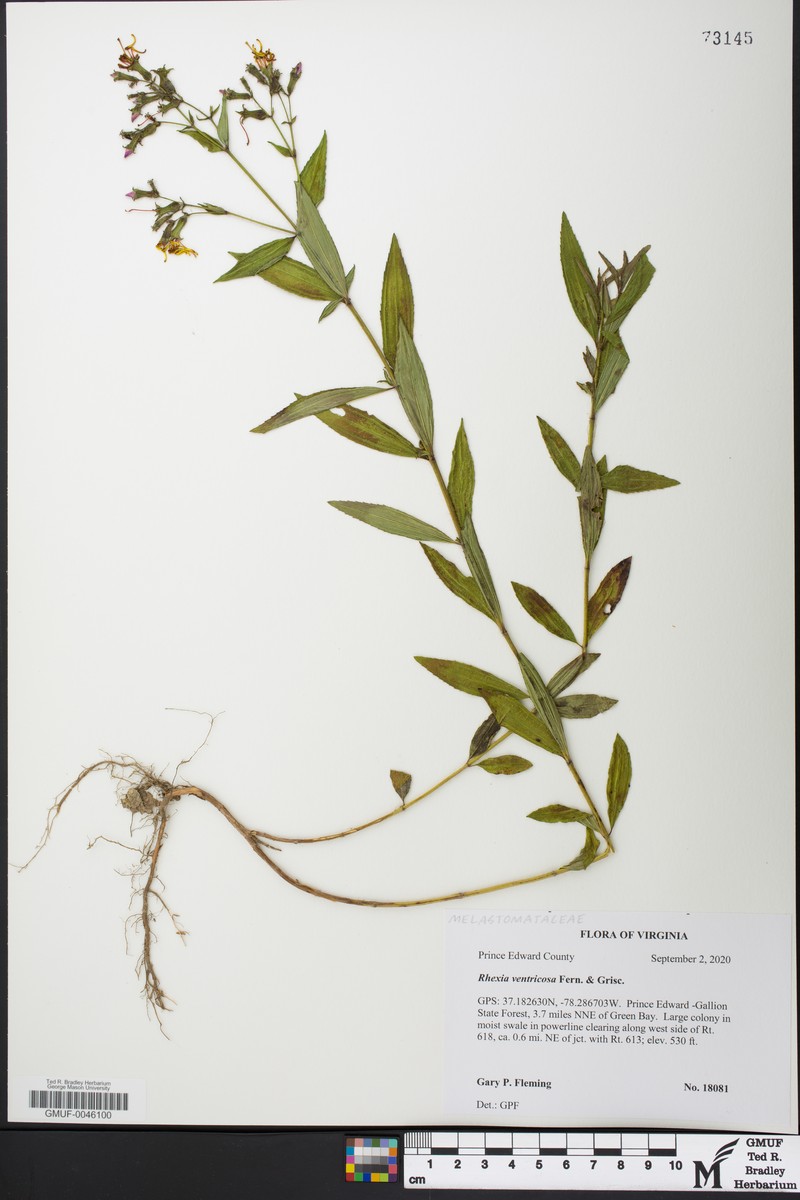 Rhexia ventricosa photo 8