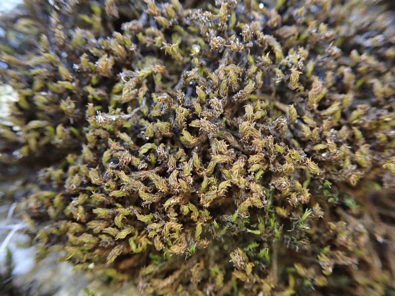 Rhexophyllum Moss photo 2