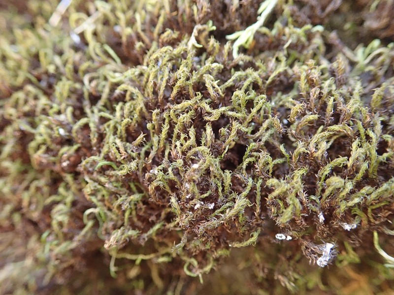 Rhexophyllum Moss photo 3
