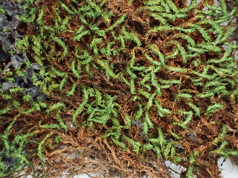 Rhexophyllum Moss photo 5