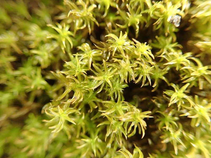 Rhexophyllum Moss photo 6