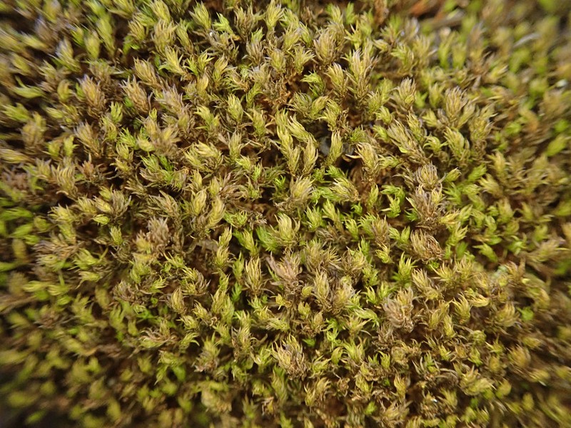 Rhexophyllum Moss photo 7