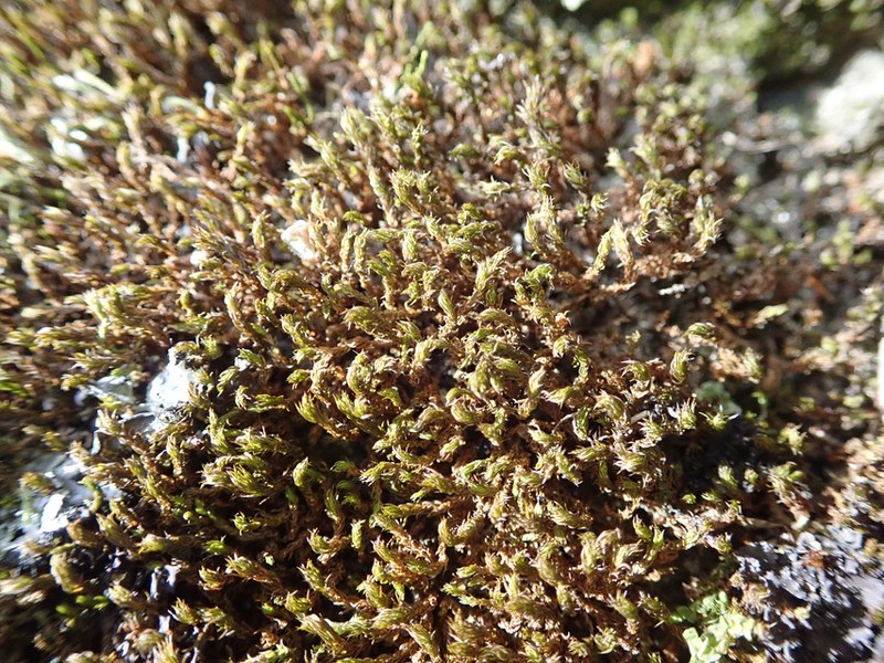 Rhexophyllum Moss photo 8