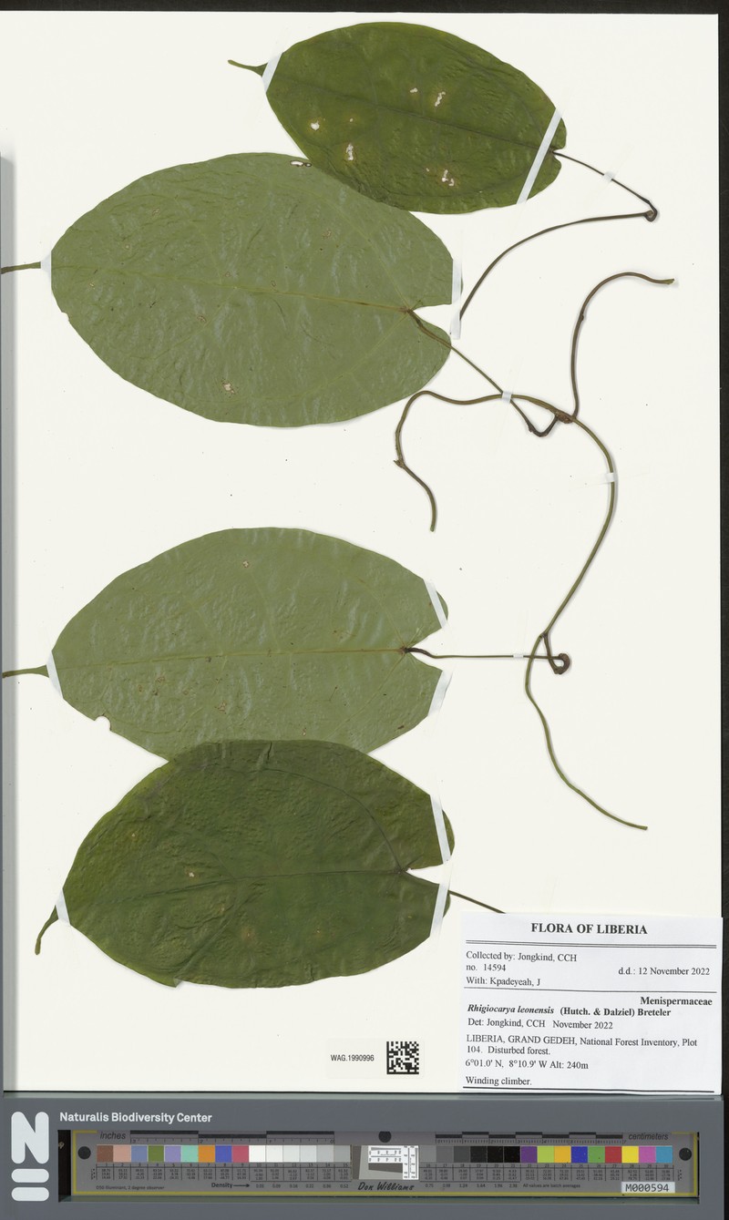 Rhigiocarya leonensis