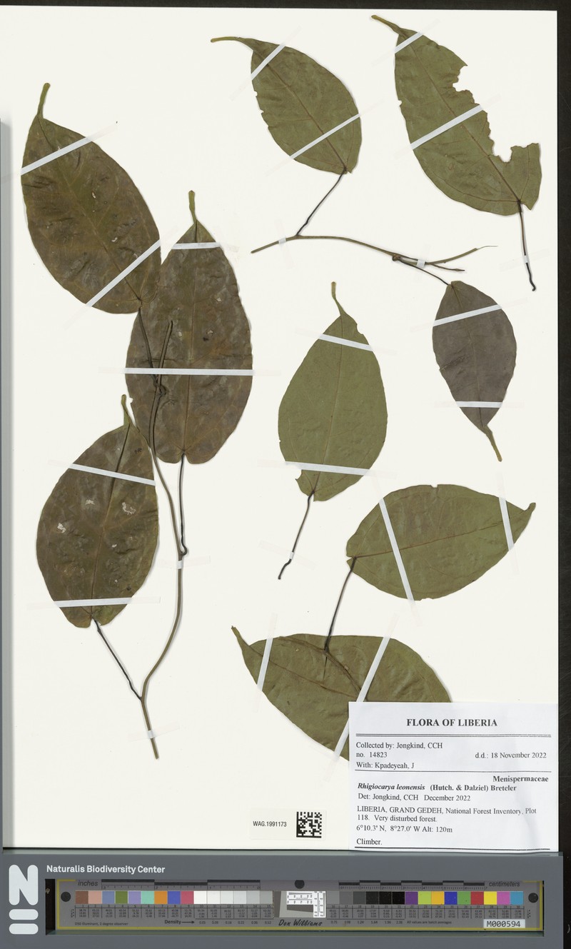 Rhigiocarya leonensis photo 2