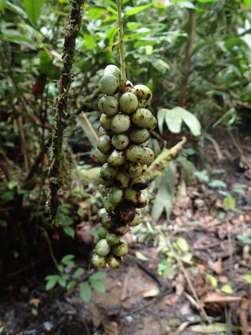 Rhigiocarya leonensis photo 3