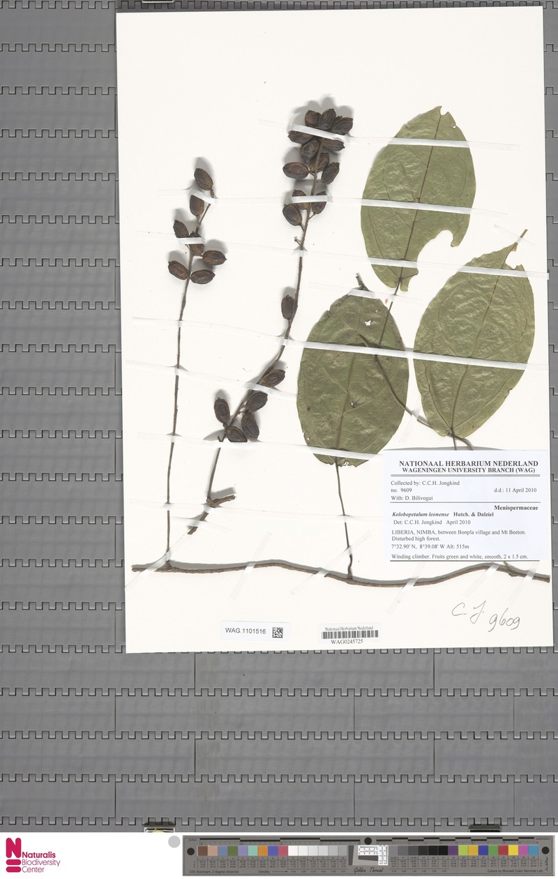 Rhigiocarya leonensis photo 4