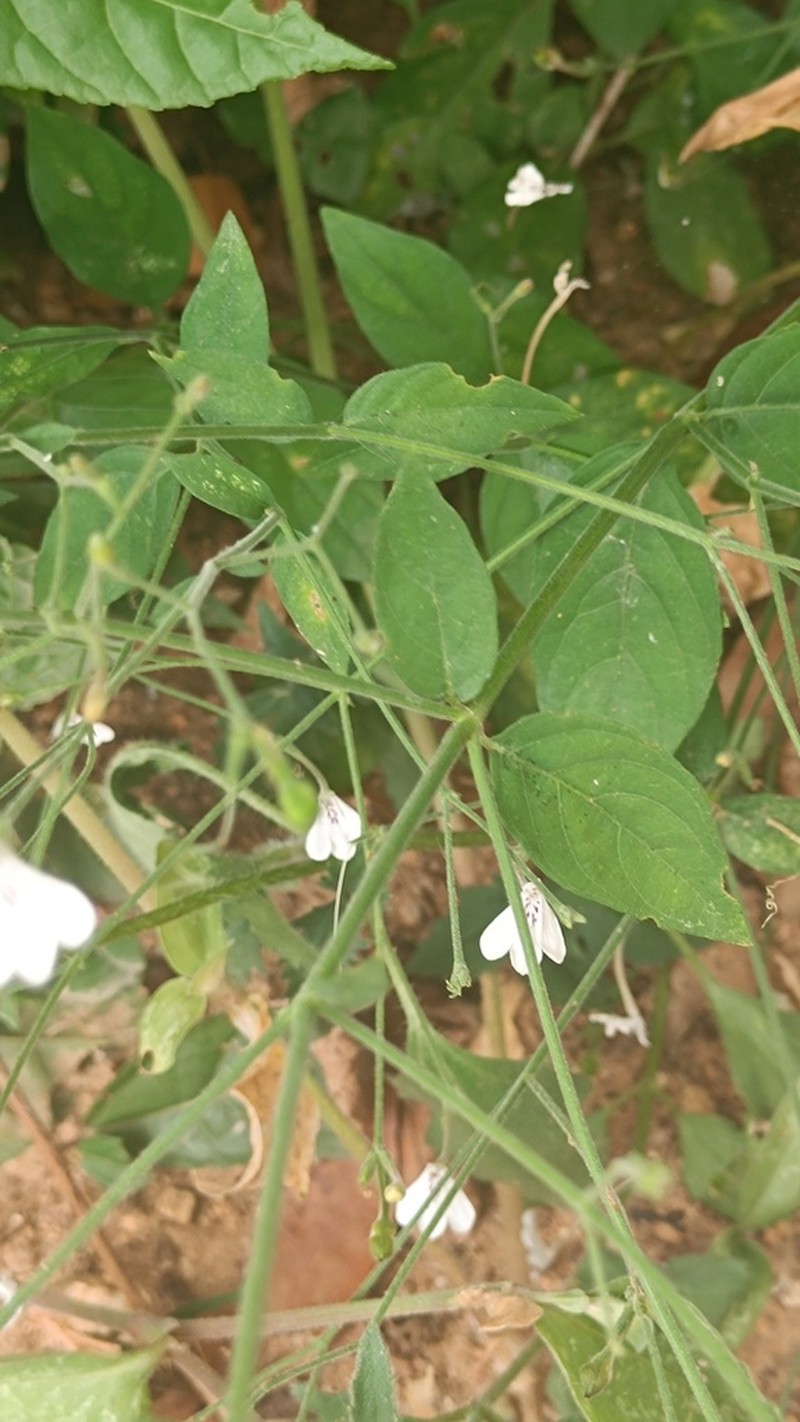 Rhinacanthus angolensis