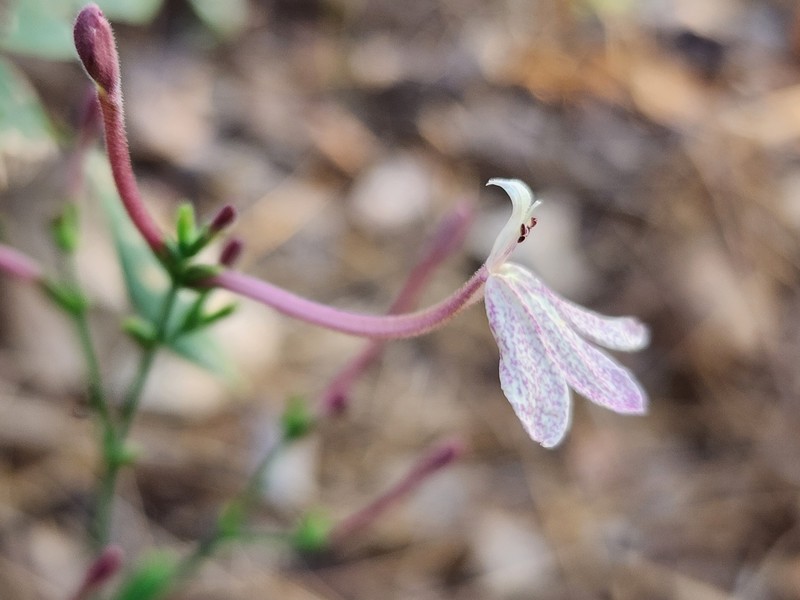 Rhinacanthus dichotomus var. dichotomus